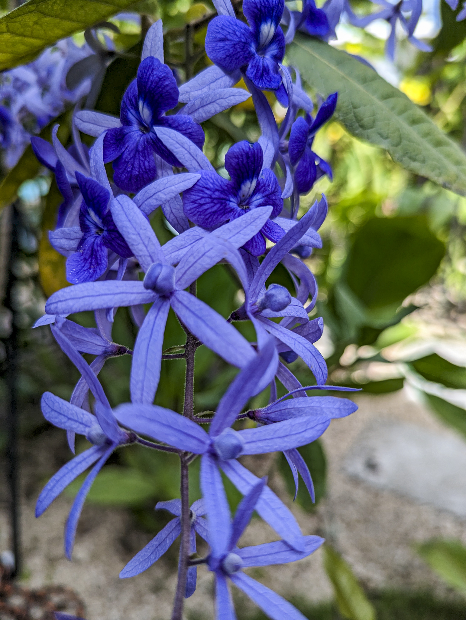 tropical flowers in garden of property for sale samara costa rica