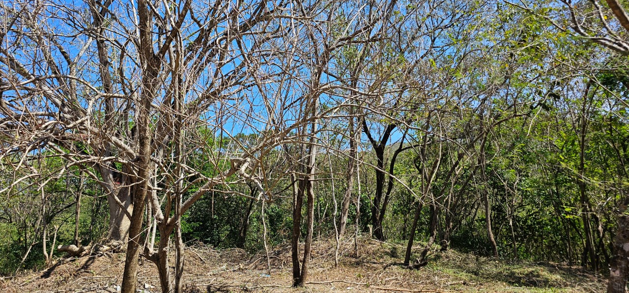 terreno forestado para desarrollo cerca de Playa Sámara, Guanacaste