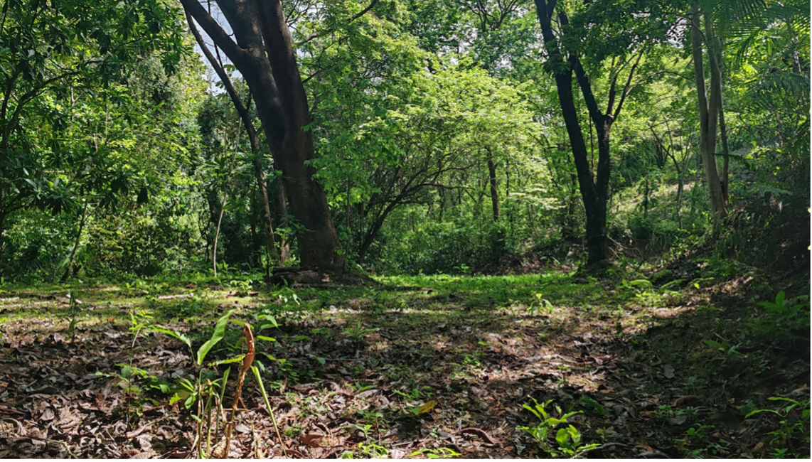 lote en la jungla con sendero forestal cerca de la playa de Sámara