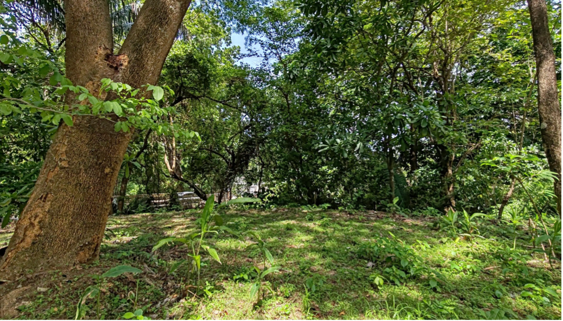 lote selvático con árboles frente al río Sámara