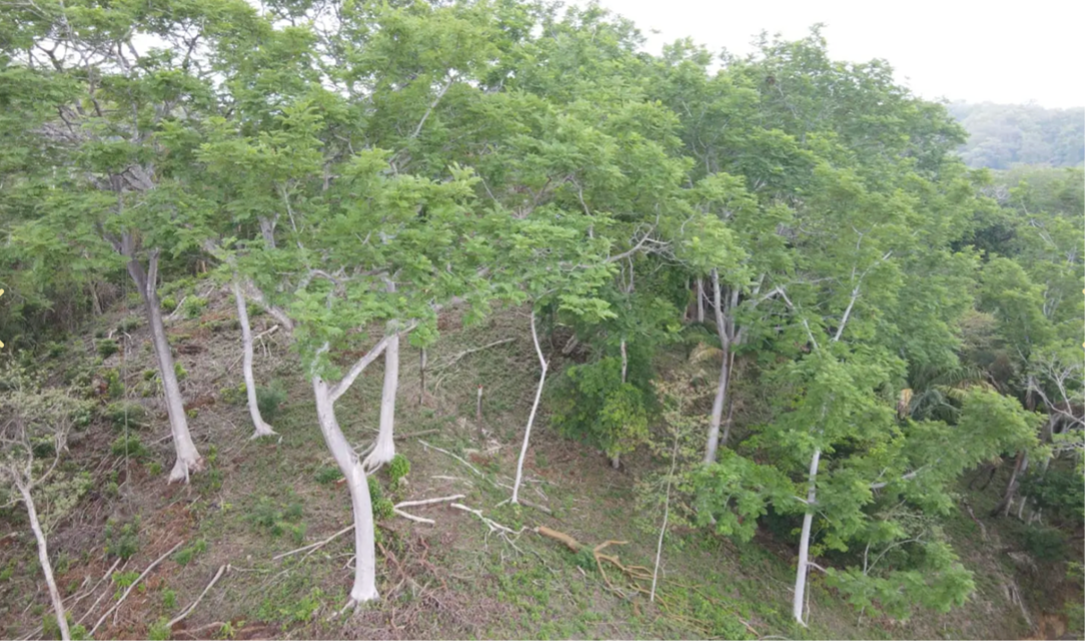 lote de zona de bosque tropical 25 proyecto montaña