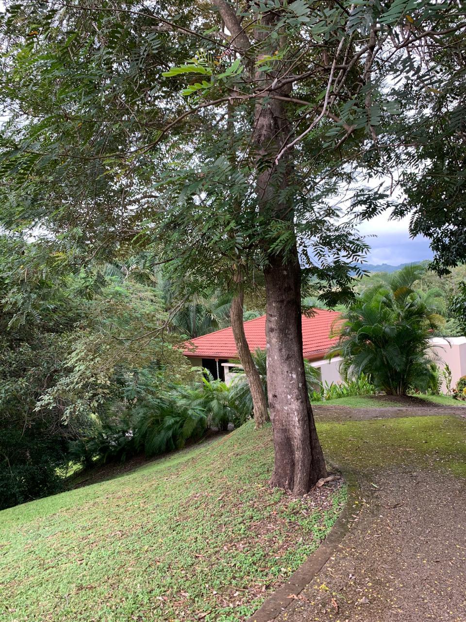 árboles tropicales maduros que rodean lote brisa del bosque carrillo