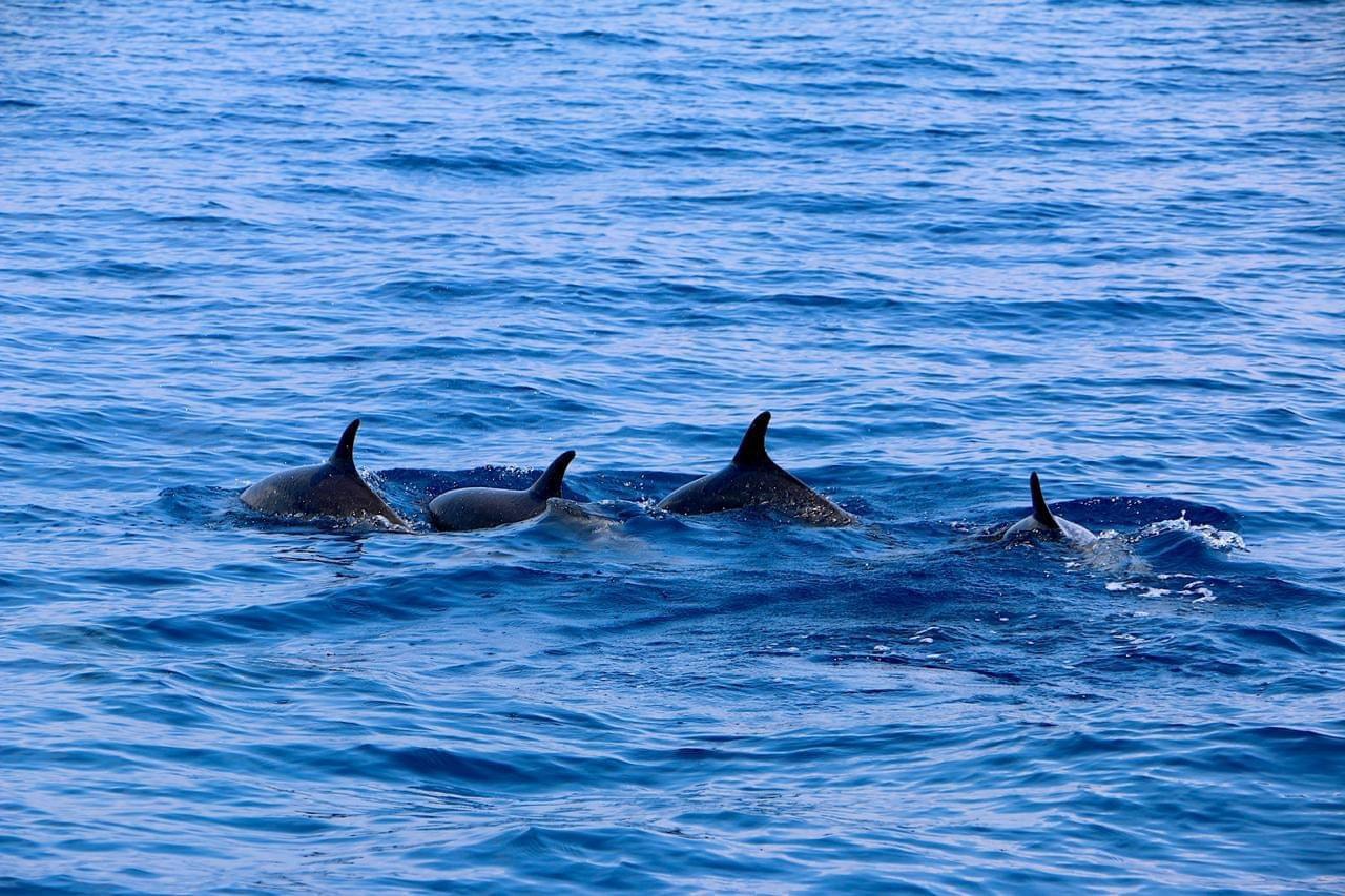 delfines nadando en el océano Pacífico cerca de Sámara, Costa Rica tour