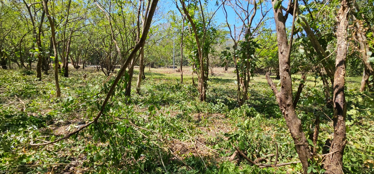 paisaje tropical que rodea lotes Horizonte Verde Sámara