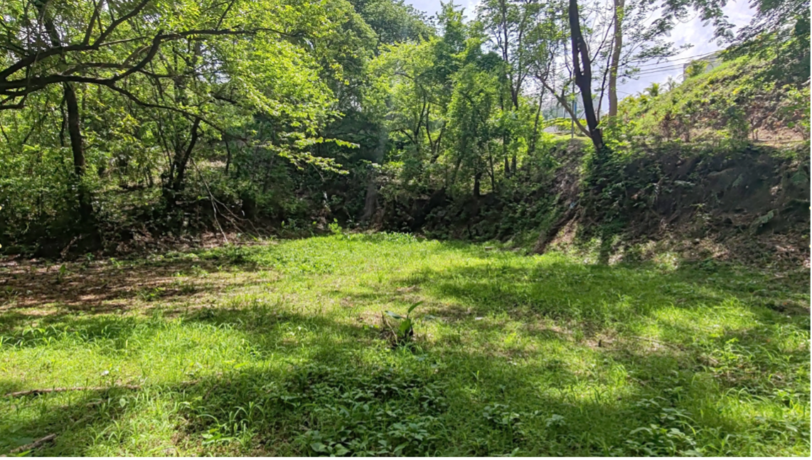 Jungle Lot