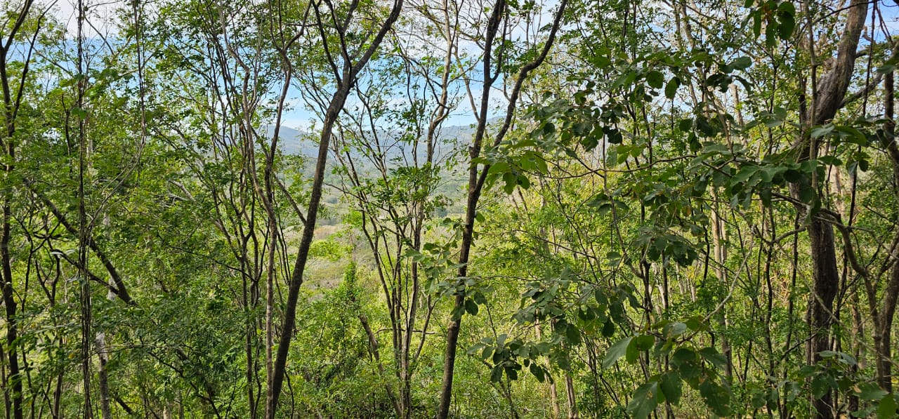 densa vegetación tropical alrededor del terreno de desarrollo en Samara