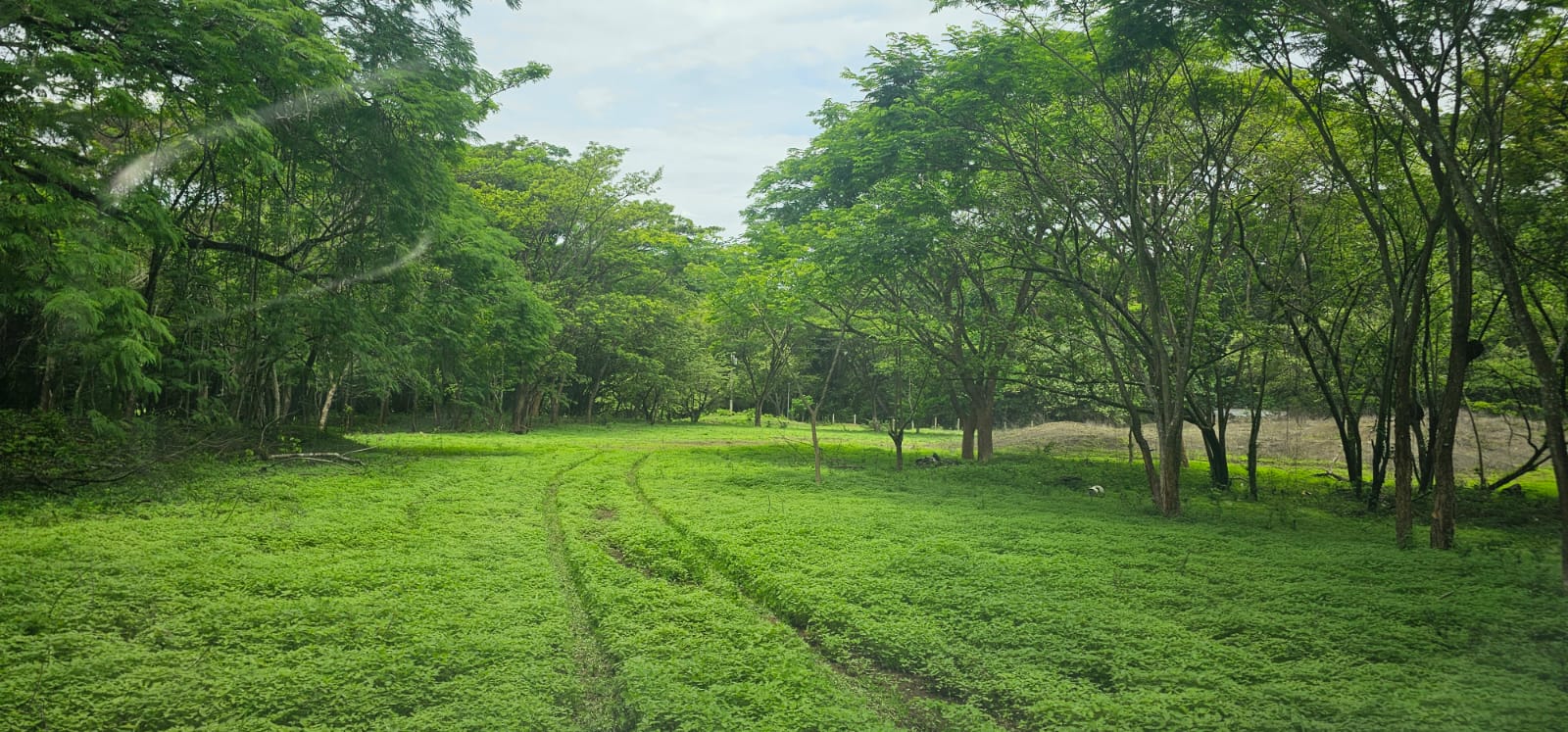 gran parcela de terreno verde en venta buena vista samara costa rica