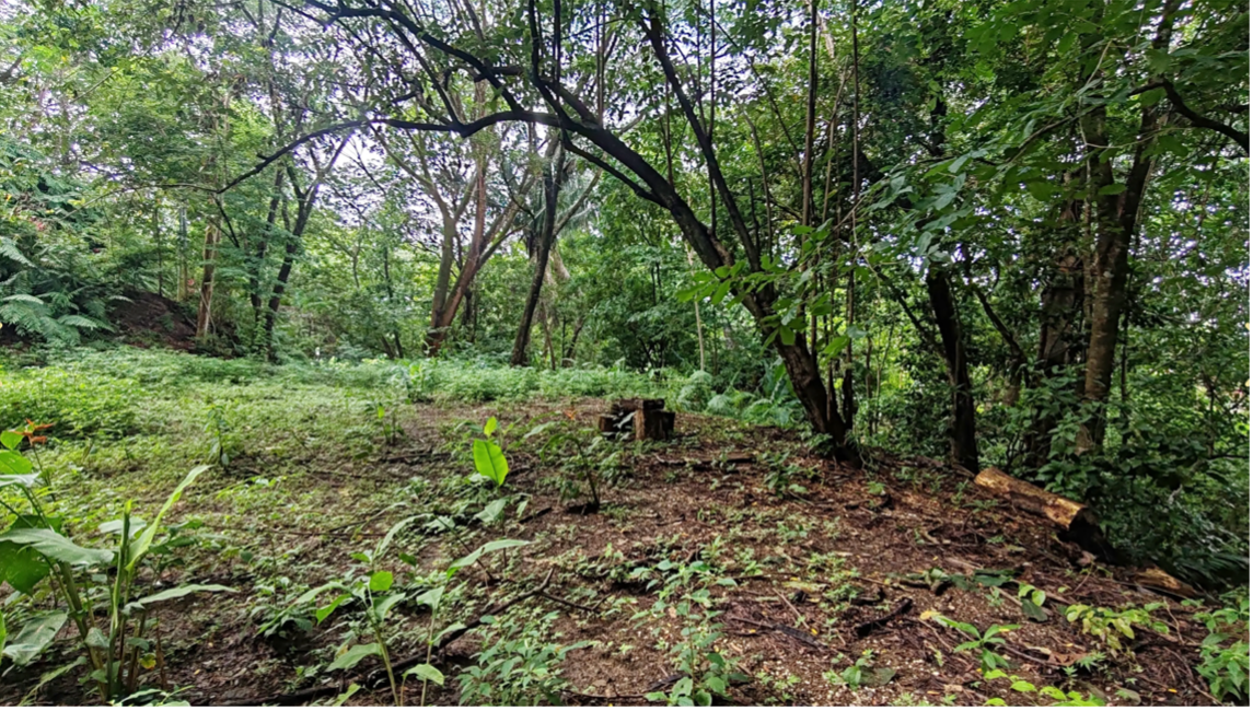 lote de selva con claro tropical samara