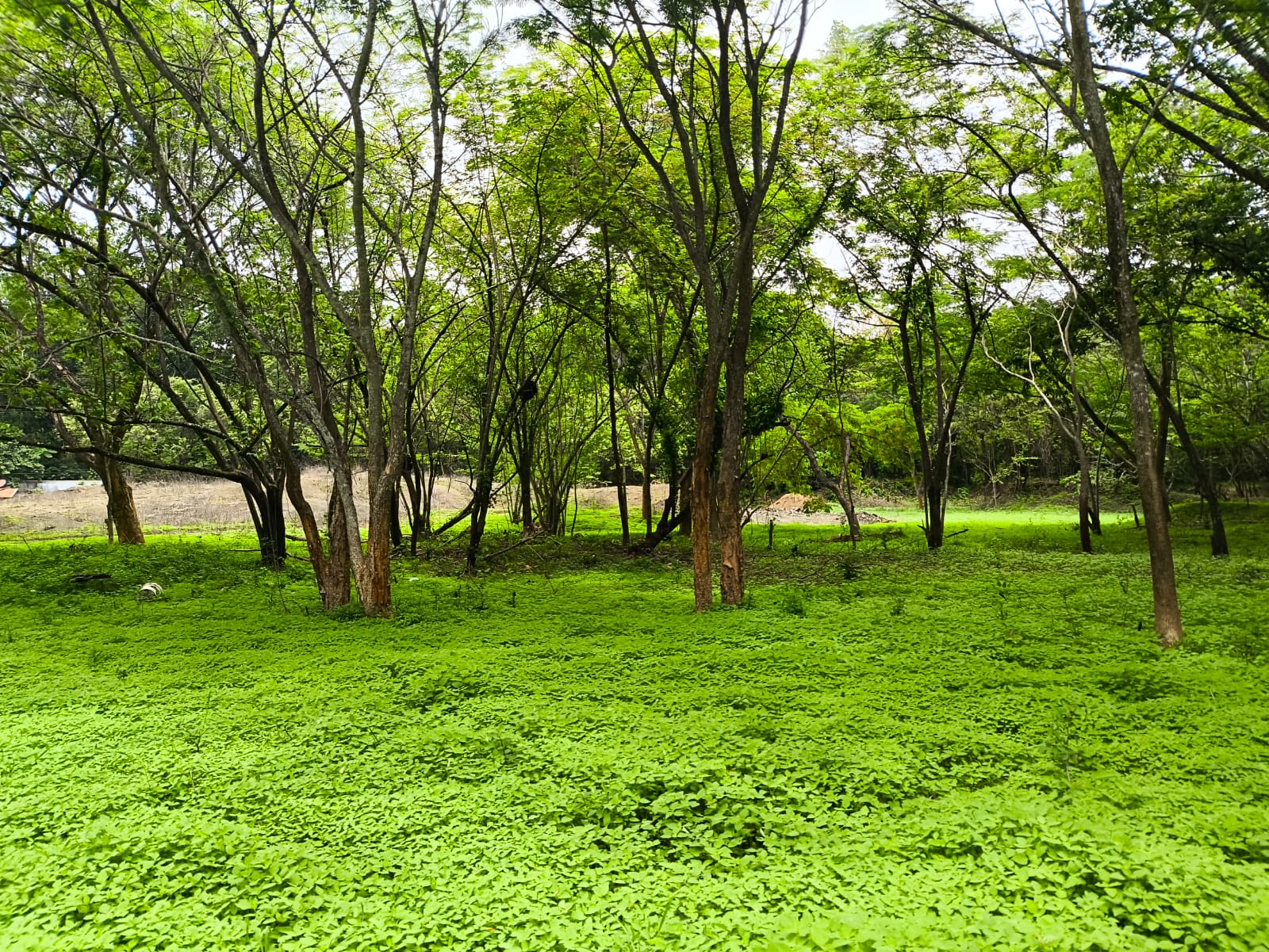 terreno de bosque tropical en venta cerca de Playa Sámara, Costa Rica
