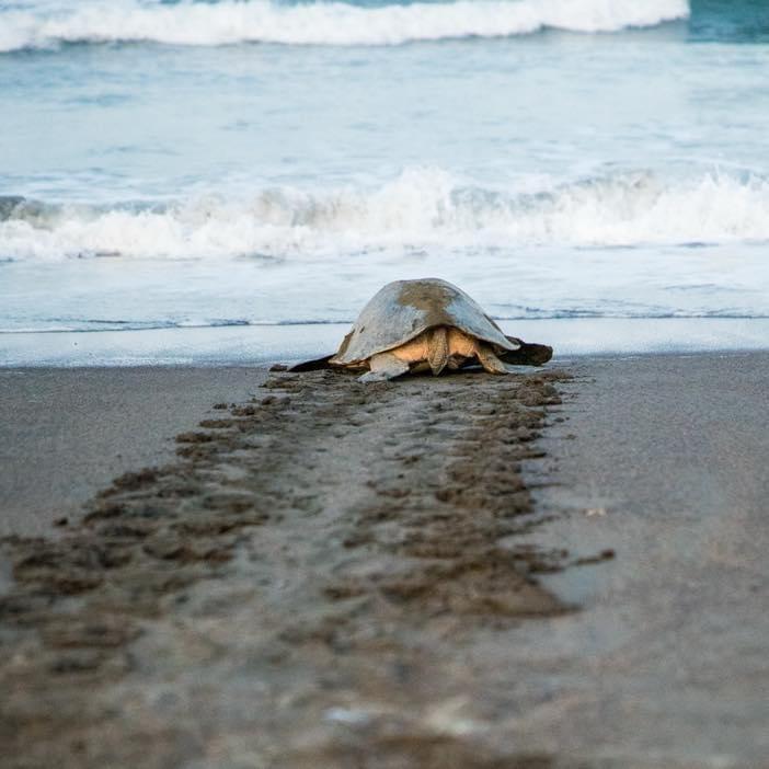 experiencia de eco tour para ver nidos de tortuga marina en la playa de Sámara, Costa Rica