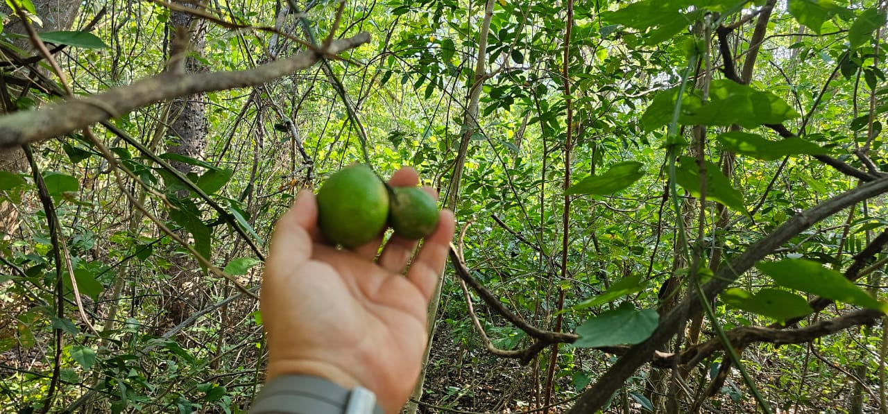 árboles frutales disponibles en los terrenos