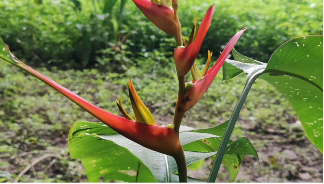 lote en jungla de flores tropicales samara